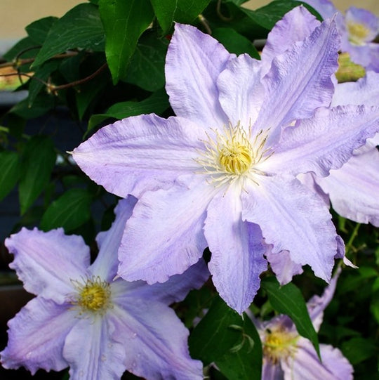 Clematis Vancouver Sea Breeze