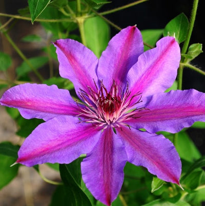 Clematis Vancouver Starry Night