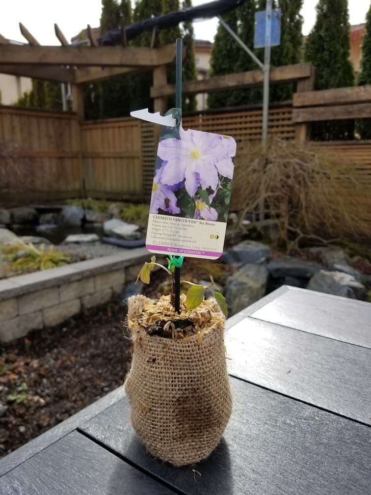 Clematis Vancouver Sea Breeze