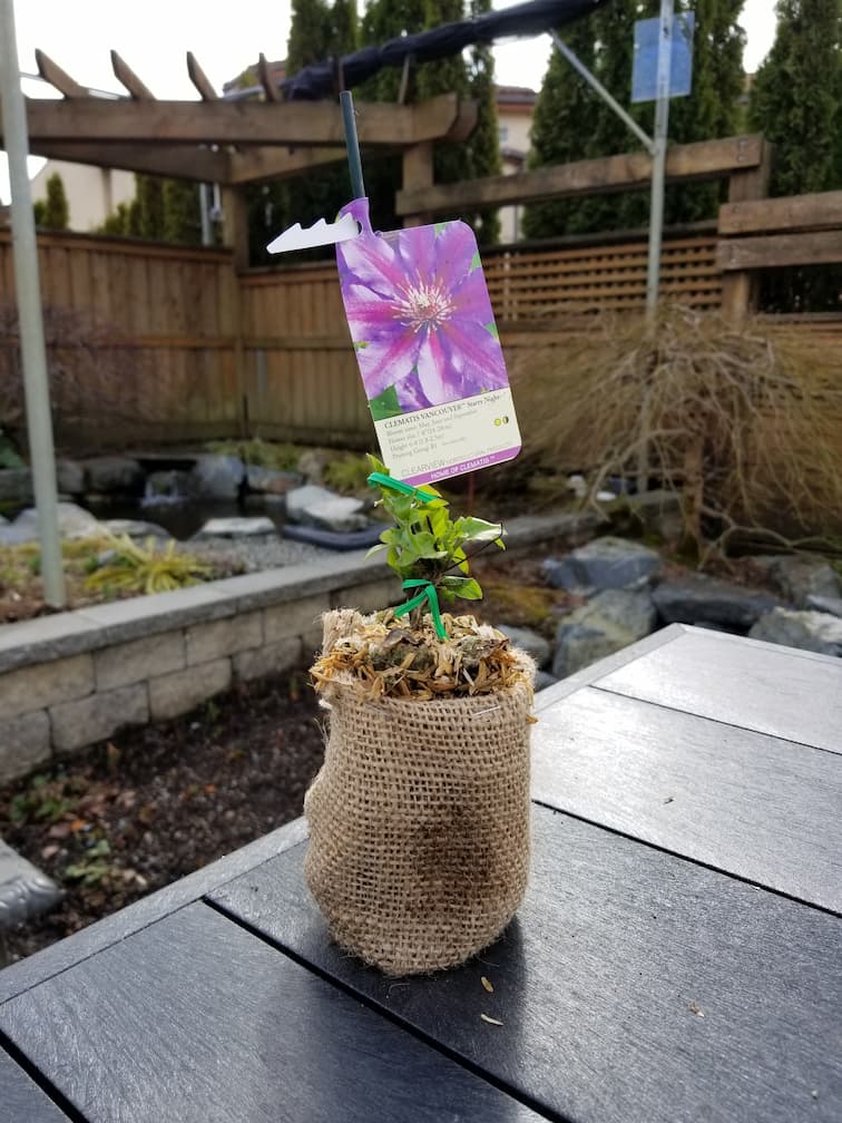 Clematis Vancouver Starry Night