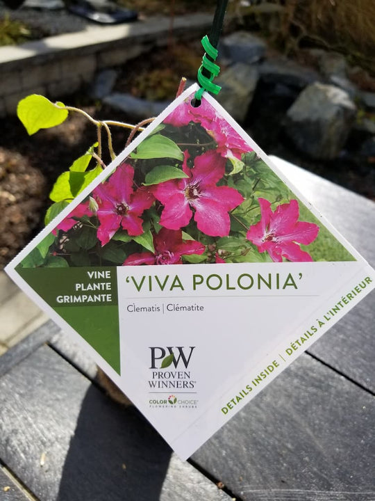 Clematis Viva Polonia (Proven Winners)