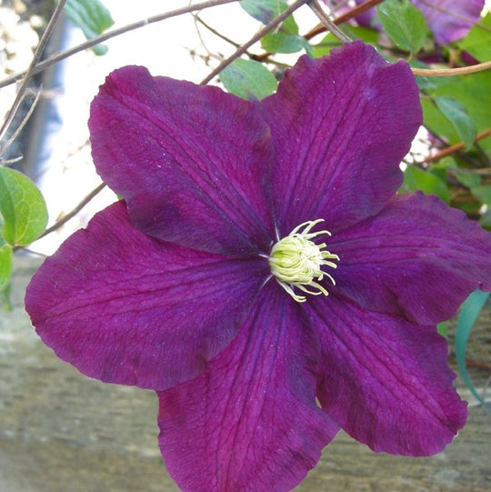 Clematis Warsaw Nike