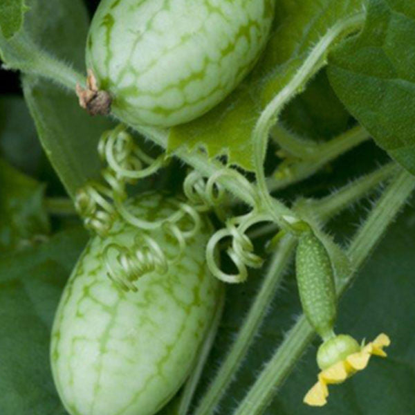 Cucumber Mouse Melon - Ontario Seed Company