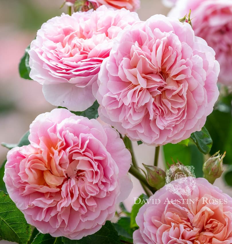 Eustacia Vye - David Austin Rose – Wildwood Outdoor Living
