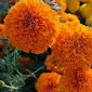 Marigold Orange Hawaii - Salt Spring Seeds