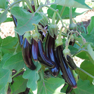 Eggplant Little Finger - Saanich Organics