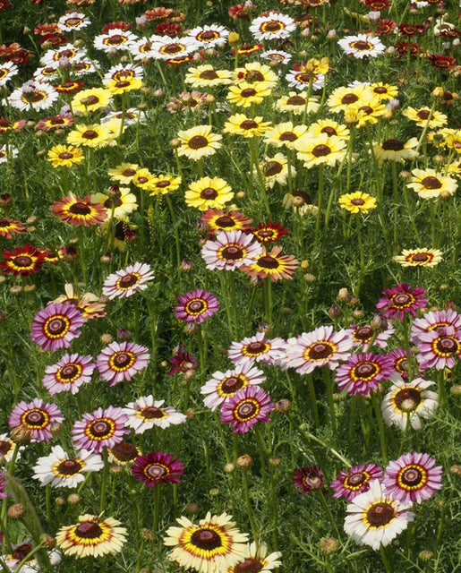Chrysanthemum Painted Daisies - West Coast Seeds