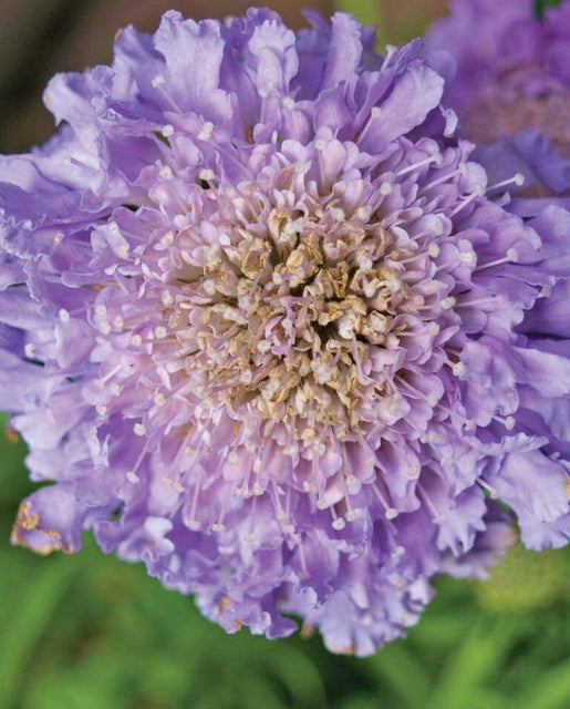 Scabiosa Imperial Blend - West Coast Seeds