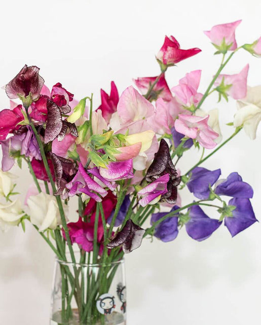 Sweet Peas Spencer Ripple - West Coast Seeds