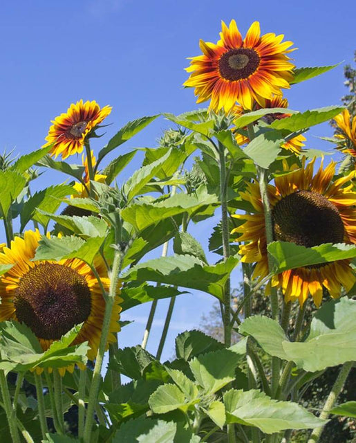 Sunflower Solar Power - West Coast Seeds