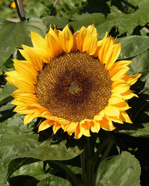 Sunflower Dwarf Sunspot - West Coast Seeds