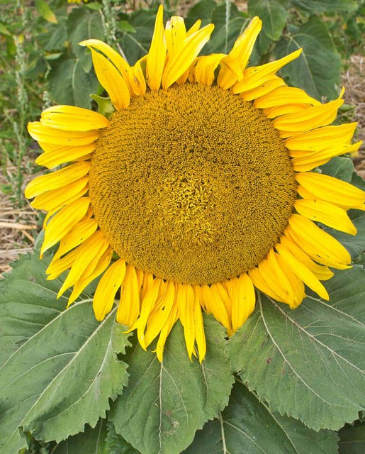 Sunflower Dwarf Sunspot - West Coast Seeds