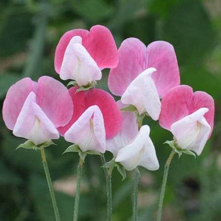 Sweet Peas Painted Ladies - West Coast Seeds