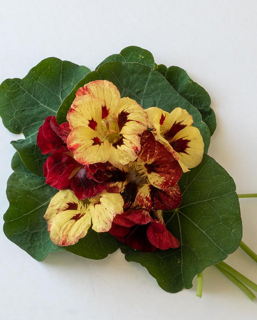 Nasturtium Bloody Mary - West Coast Seeds