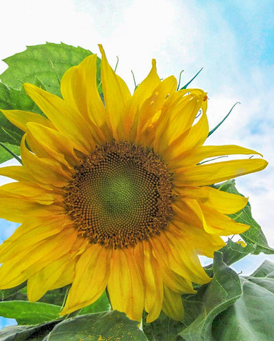 Organic Sunflower Mongolian Giant - West Coast Seeds