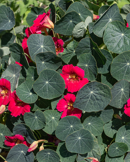 Nasturtium Baby Rose - West Coast Seeds