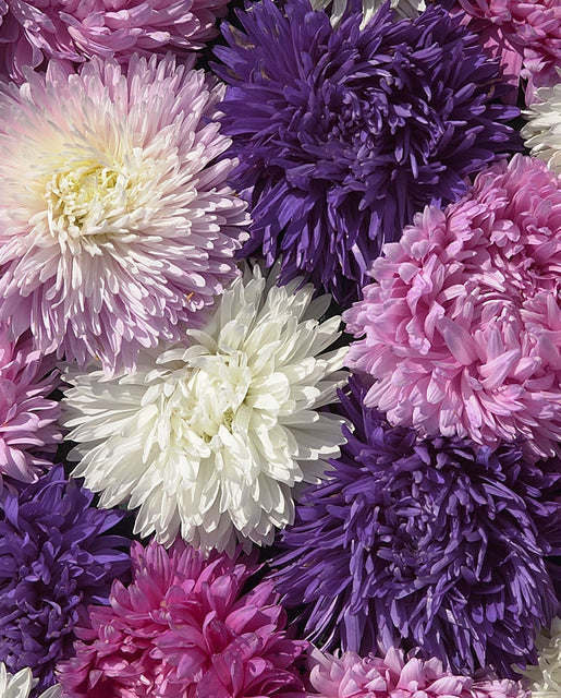 Aster King Size Formula Mix - West Coast Seeds