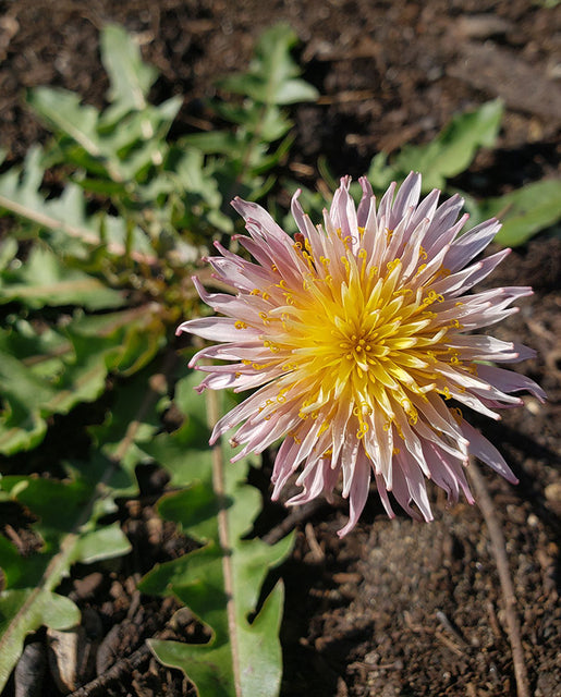 Dandelion Pink - West Coast Seeds