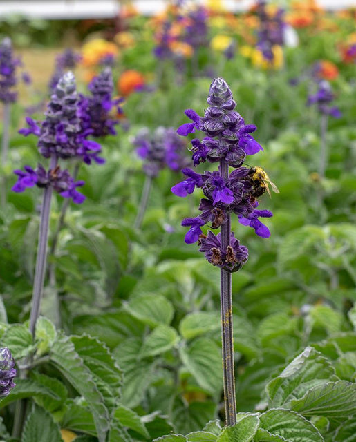 Salvia Big Blue - West Coast Seeds