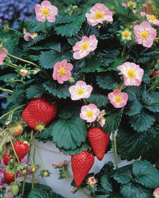 Strawberry Hot Pink Berri Basket - West Coast Seeds
