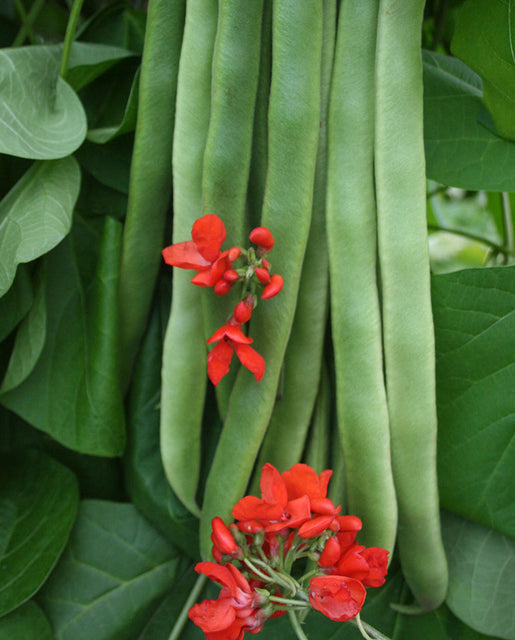 Bean Firestorm Runner - West Coast Seeds