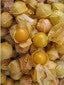 Cape Gooseberry - Salt Spring Seeds
