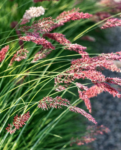 Ornamental Grass Ruby - West Coast Seeds