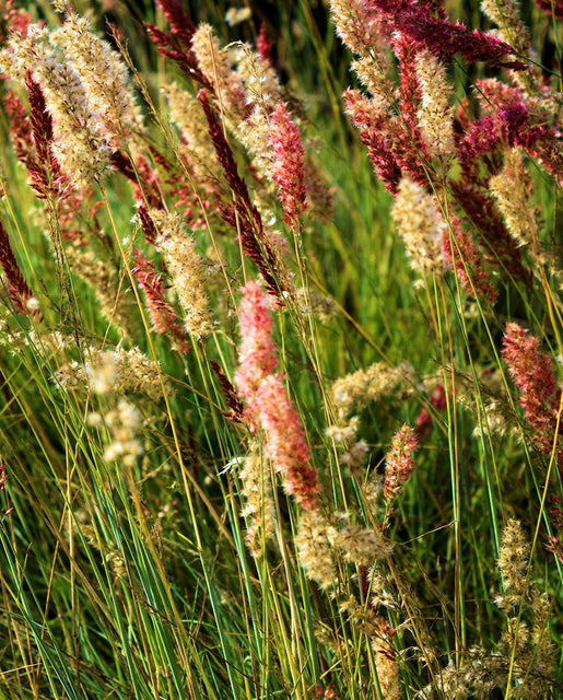 Ornamental Grass Ruby - West Coast Seeds