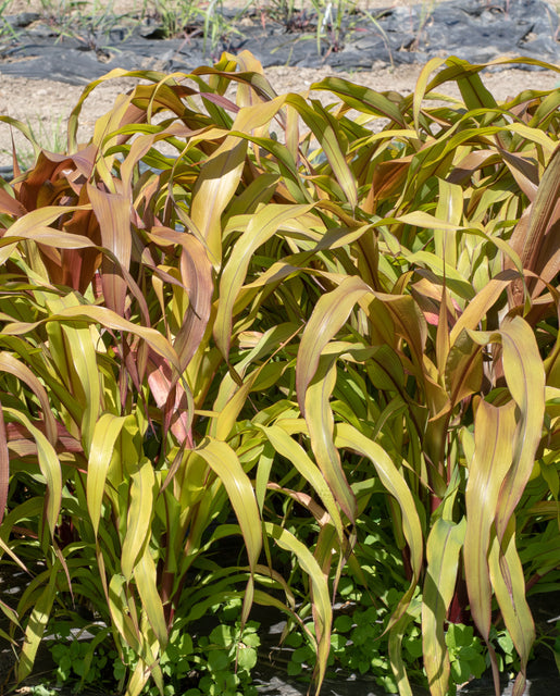 Ornamental Grass Millet Copper Prince - West Coast Seeds