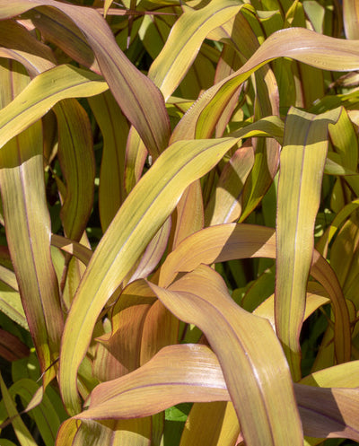 Ornamental Grass Millet Copper Prince - West Coast Seeds