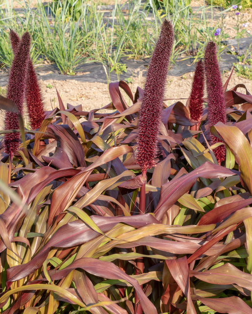 Ornamental Grass Millet Copper Prince - West Coast Seeds