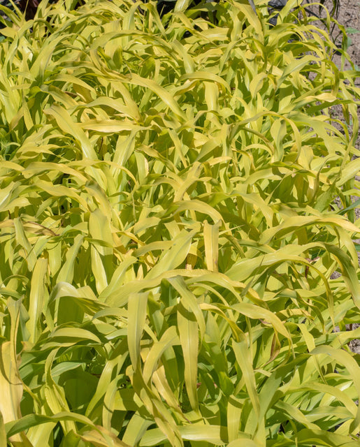 Millet Jade Princess - West Coast Seeds