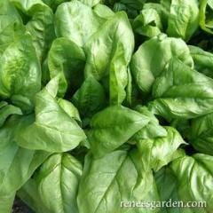 Organic Spinach Gangbusters - Renee's Garden Seeds