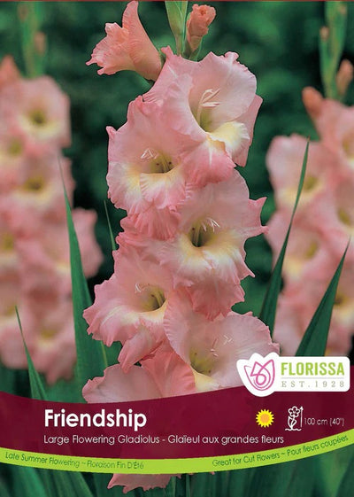 Gladiolus - Friendship, 8 Pack
