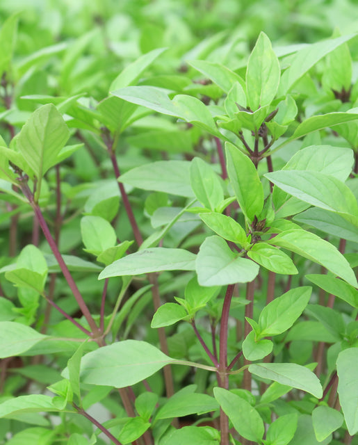 Organic Basil Sweet Thai - West Coast Seeds