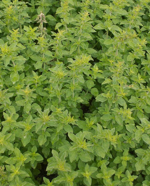 Oregano Greek - West Coast Seeds
