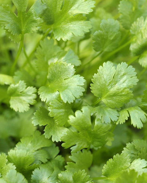 Cilantro Calypso - West Coast Seeds