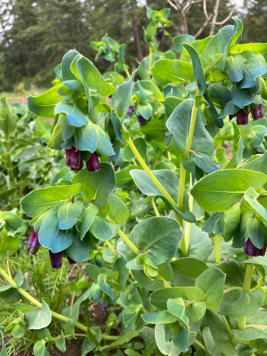 Cerinthe - Salt Spring Seeds