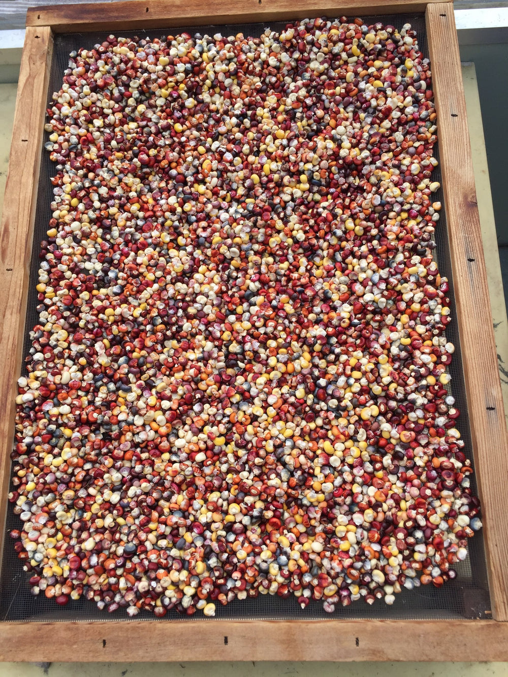 Corn Painted Mountain Flour - Salt Spring Seeds
