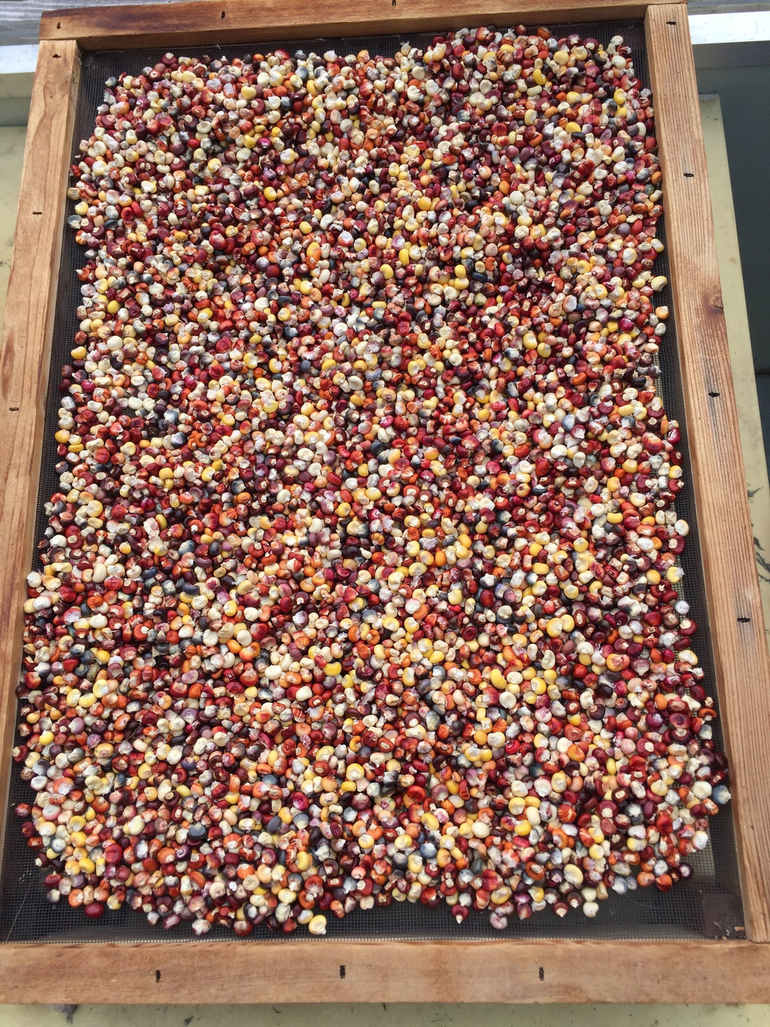 Corn Painted Mountain Flour - Salt Spring Seeds