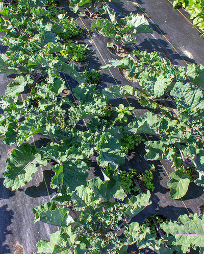 Kale Snowdrop Kalette - West Coast Seeds