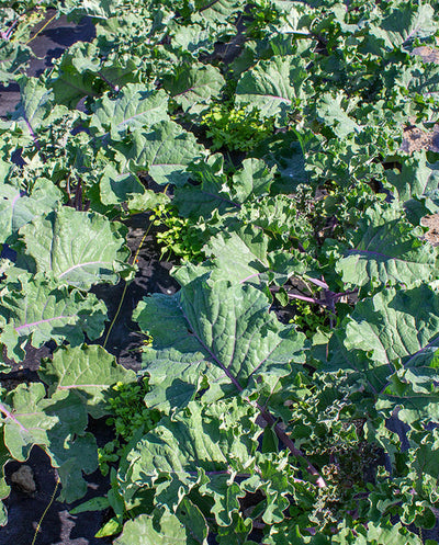 Kale Mistletoe Kalette - West Coast Seeds