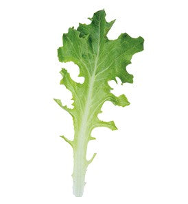 Organic Lettuce Clearwater - West Coast Seeds