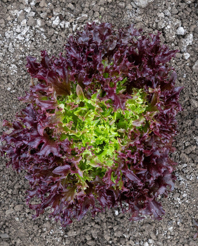 Organic Lettuce Burgandy - West Coast Seeds