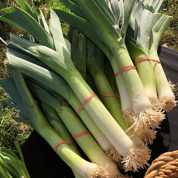 Leek Bandit - Saanich Organics