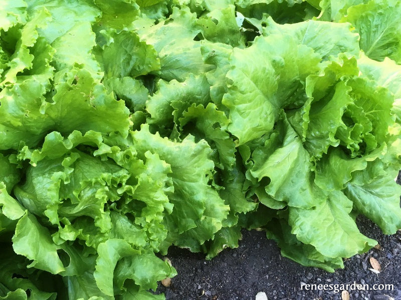 Lettuce Webb's Wonderful - Renee's Garden