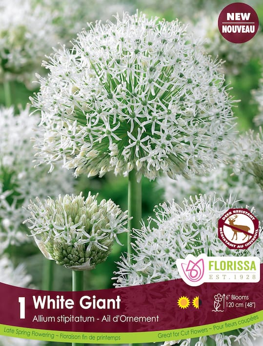 Allium - White Giant, 1 Pack