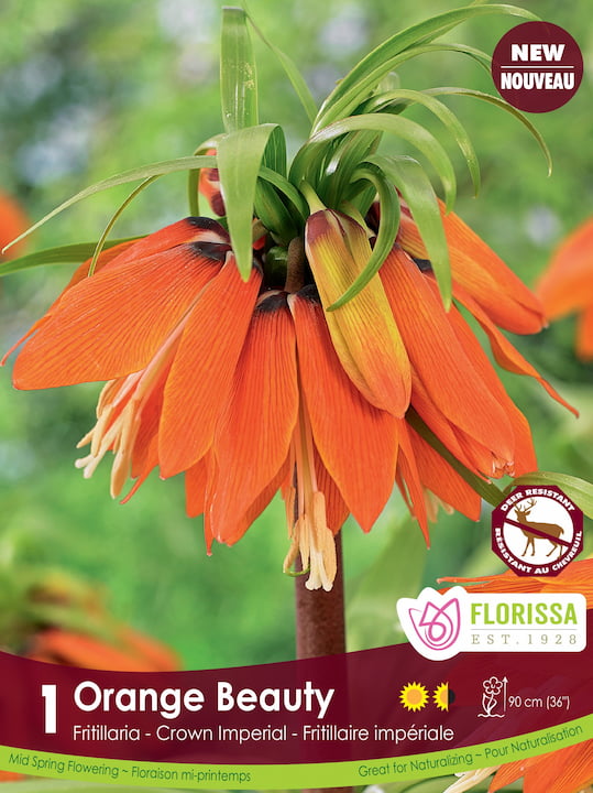 Fritillaria - Orange Beauty, 1 Pack