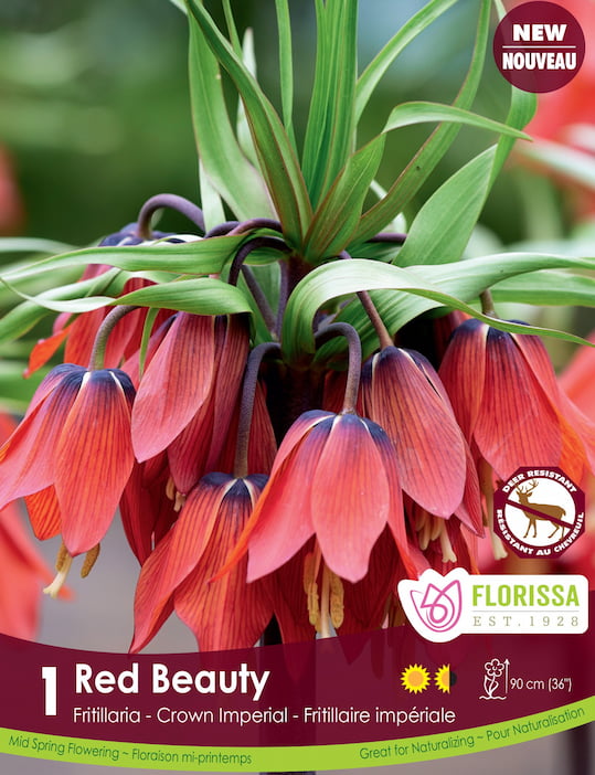 Fritillaria - Red Beauty, 1 Pack
