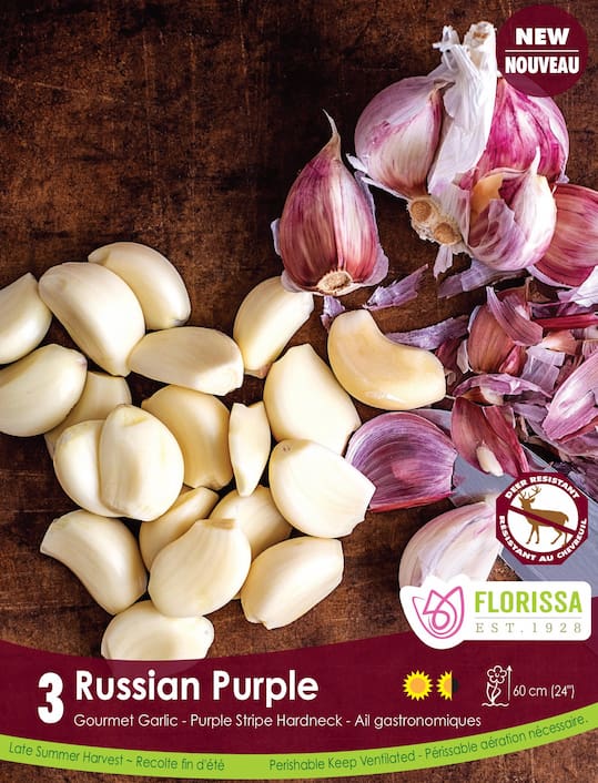 Garlic Russian Purple, Pack 3 (Fall Planting)